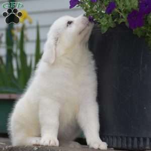 Chloe, Great Pyrenees Puppy